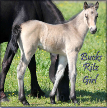 Buck's Ritzy Girl