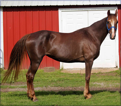 Holmes Farm - Missouri Breeders of Tennessee Walking Horses - For sale ...