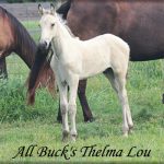 All Buck’s Thelma Lou