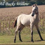 All Buck’s Willow