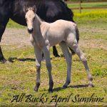 All Buck’s April Sunshine