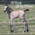 All Buck’s Spring Princess