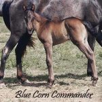 Blue Corn Commander