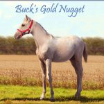 Buck’s Gold Nugget