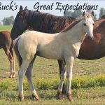 Buck’s Great Expectations