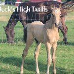 Buck’s High Tariffs