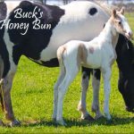 Buck’s Honey Bun