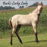 Buck Lucky Lady