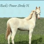 Buck’s Power Stroke H.