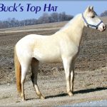 Buck’s Top Hat