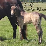 Buck’s Voodoo Woman