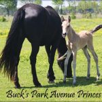 Buck’s Park Avenue Princess