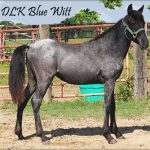 DLK Blue Witt