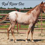 Red River Doc